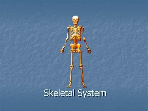 Ppt Skeletal System Powerpoint Presentation Free Download Id2621746