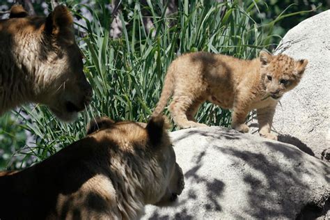 Meet Bahati The Cub The Adorable Model For Simba In The Lion King