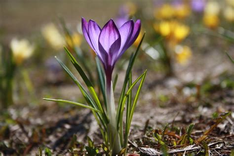 These are sweet, but seriously check back to last spring in my gallery. Fotoblogi: First spring flowers
