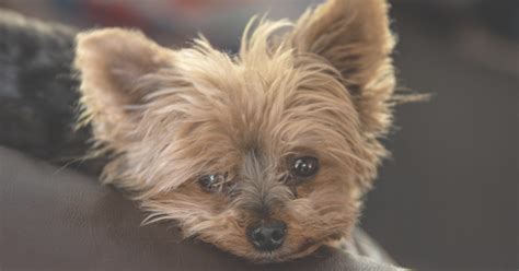 How Many Different Breeds Of Yorkies Are There Nuhomdesign