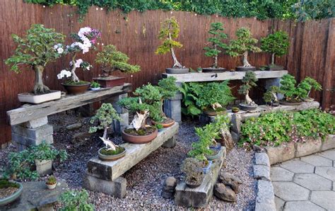 Japanese Bonsai Garden Design Garden Plant