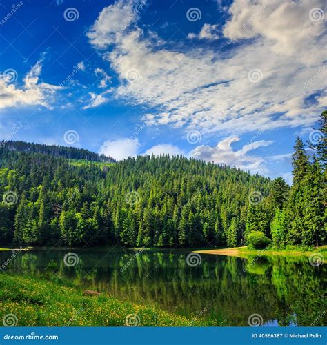 Pine Forest And Lake Near The Mountain Stock Image Image Of Sunny