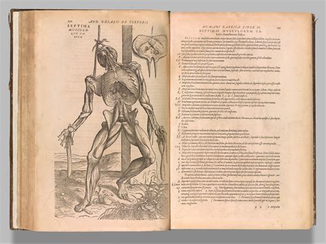 Mid Century Male Human Body Anatomical Print Vesalius Andreas 1514