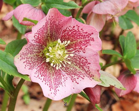 Hellebores Beautiful Flowers Of Late Winter And Spring Flowers Names