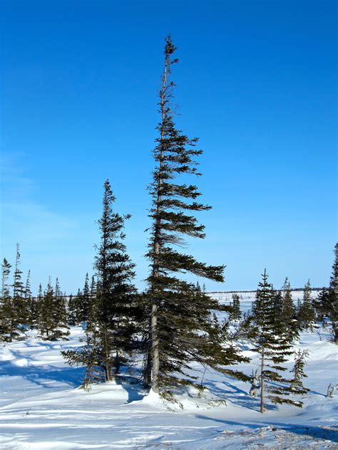 Flag Trees Arctic Tundra Tundra Tree Photography