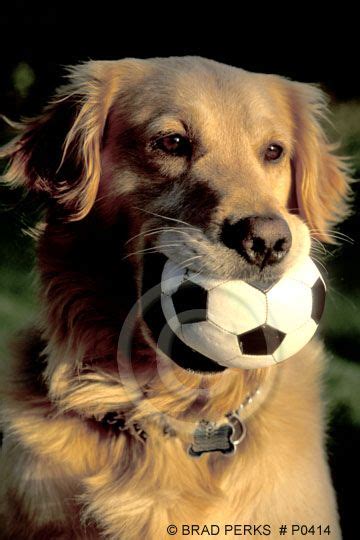 Golden Retriever Playing With A Soccer Ball Golden Retriever Golden