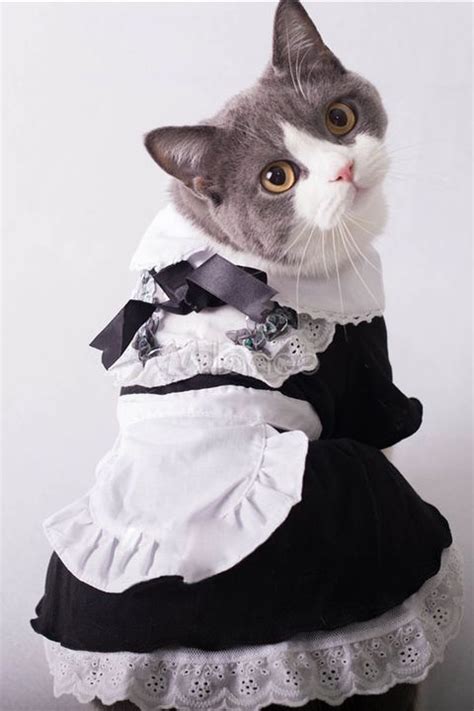 Maid Cat Halloween Costume 子猫 猫＆子猫 コスプレ コンセプチュアル・アート おもしろ動物画像 ふわふわ