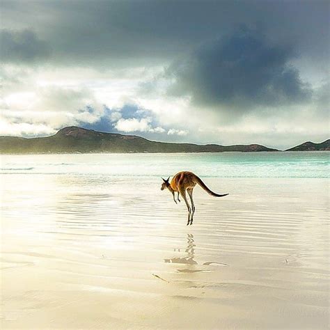 Australia On Instagram Just Hopping Down The Beach At Lucky Bay See
