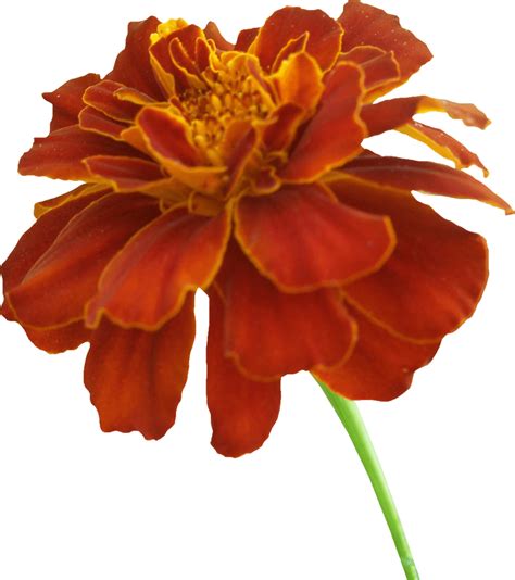 Orange Marigold Flower Png Clip Art Library