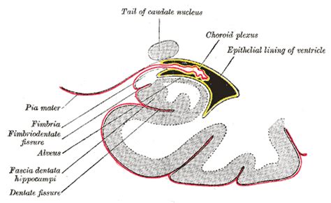 Choroid Plexus Of Inferior Horn Of Lateral Ventricle Plexus Products