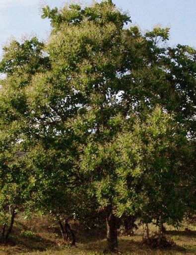 Tree Of The Month Espavel Titi Conservation Alliance