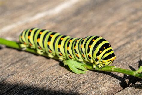 Macro Of A Green And Yellow Caterpillar Stock Image Image Of Outside