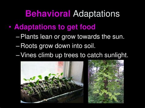 Ppt Plant Adaptations Powerpoint Presentation Free Download Id6899917