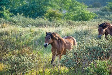 Horse Grazing In Tall Wild Grass Stan Schaap Photography