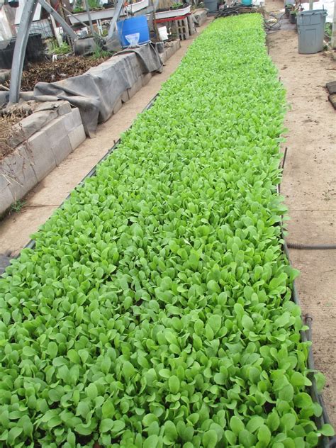 How To Grow Arugula Tips And Guide For Growing Arugula Plants