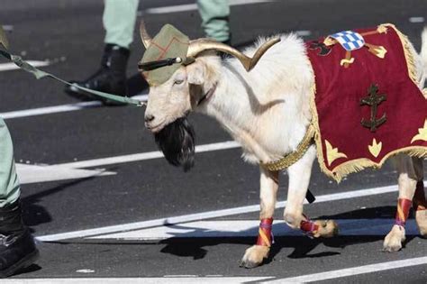 La cabra de la legión, protagonista involuntaria del pleno del Parlamento