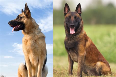 German Shepherd Dog Vs Belgian Malinois How To Tell The Difference