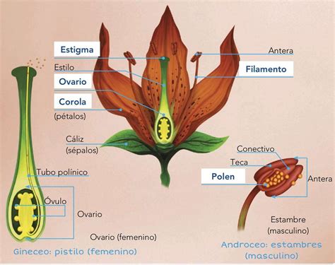 Partes Reproductivas De Las Plantas Dinami