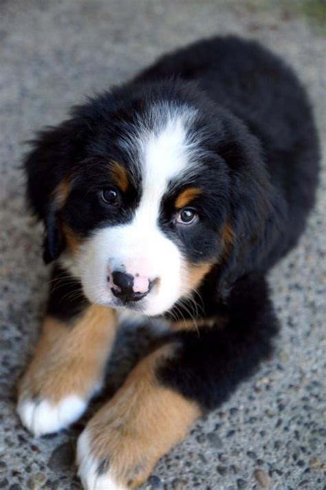 Pin By Survivor Fay On Pets Bernese Mountain Dog Puppy Burmese