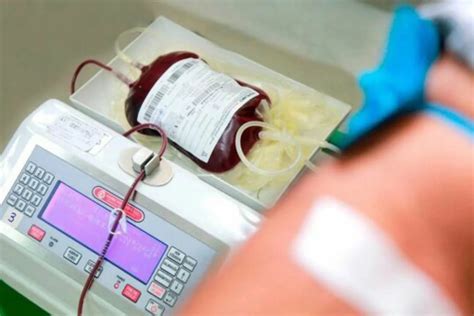 Cada Cuánto Se Puede Donar Sangre Diferencia Entre Hombres Y Mujeres Infobae