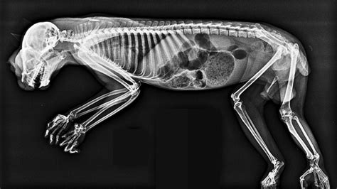 London Zoos X Rays Of Exotic Animals Is A See Through Showcase Of Last