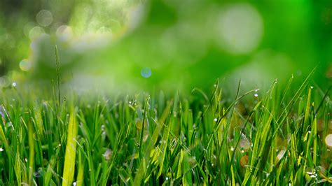 Month By Month Lawn Care Checklist For Austin Residents