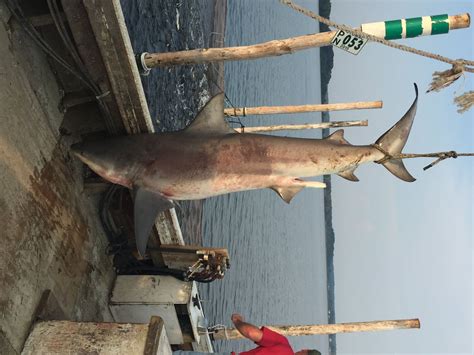 Sure, bull sharks often make their way upstream and the breede river mouth is known for having these terrors lurking in the water. 8-foot-long bull shark caught in the Potomac River - The ...