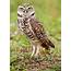 Burrowing Owl  Bird Britannica