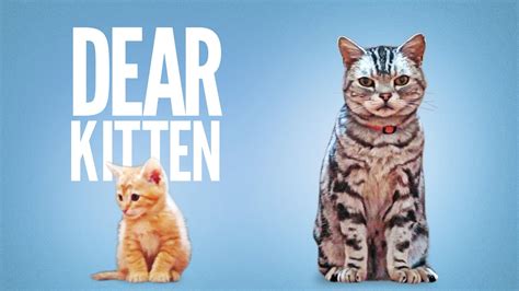 Dear Kitten, A Cute Friskies Ad Narrated by Ze Frank About ...