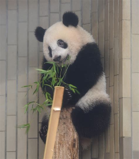 Ueno Zoo Panda Cub Xiang Xiang Starts Chomping Down On Bamboo The