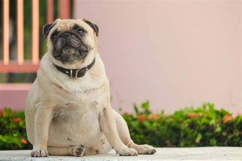 Dog Obesity 6 Dog Breeds Most Prone To Being Obese