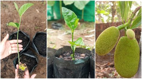 How To Grow Jackfruit From Seed Youtube
