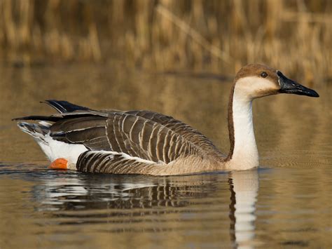 Swan Goose Vulnerable Anser Cygnoides Bird Habitat And Weight