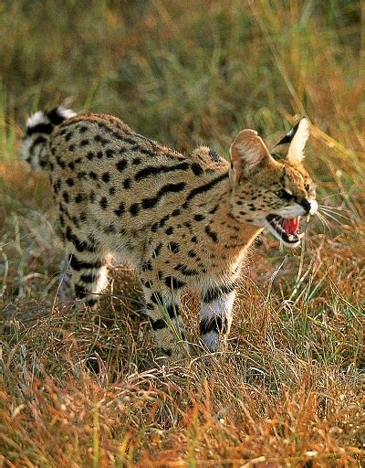 African Serval Cat Information And Facts ~ Cats For Africa