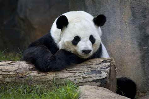 Panda Updates Wednesday August 10 Zoo Atlanta