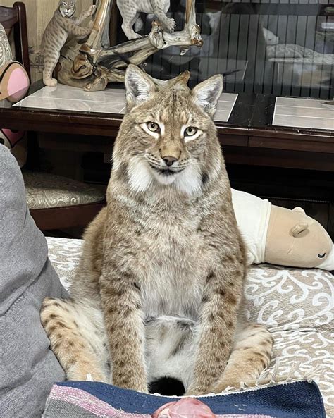 Siberian Lynx Marsel From Instagram Rlynxes