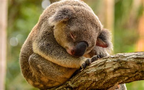 Sleeping Koala Hd Desktop Papel De Parede Widescreen Alta Definição