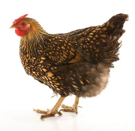 Golden Laced Wyandotte Egg Laying Broodiness And Temperament The