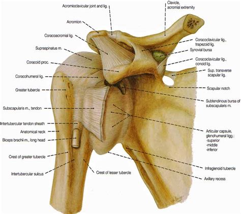 Shoulder Muscles Diagram Labeled Shoulder Joint Ligaments Medical