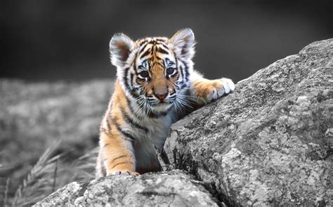 Tiger Cub Wallpapers Wallpaper Cave
