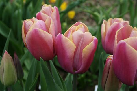 Buy Holland Beauty Bulbs Online Triumph Tulips