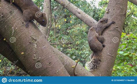Pallas`s Squirrel Have Sex In The Tree Of The Daan Park Forest Taipei Stock Image Image Of
