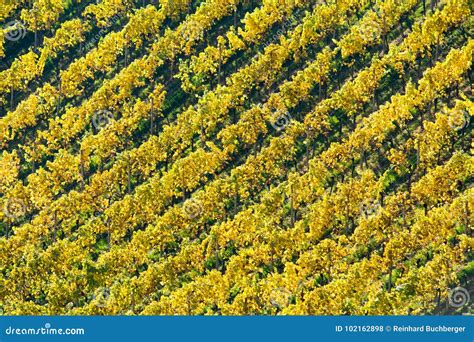 Vineyard In Autumn Stock Photo Image Of Rural Wine 102162898