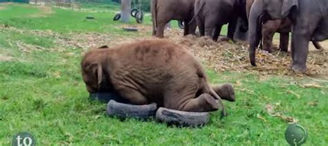 Mundo Loco Youtube Estos Elefantes Bebes Son Adorablemente Torpes