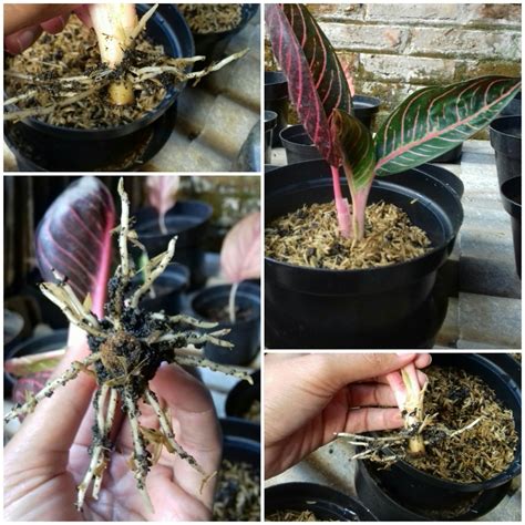 Cara Mengatasi Aglaonema Busuk Akar Paling Dicari