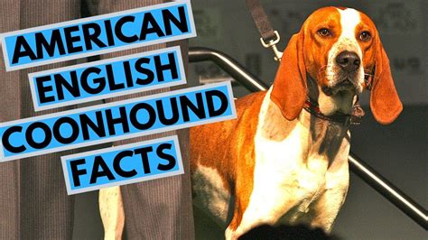 American English Coonhound Dog Breed Facts And