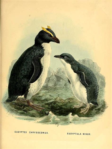 Little Penguins Illustrations Free To Download Many More Penguin