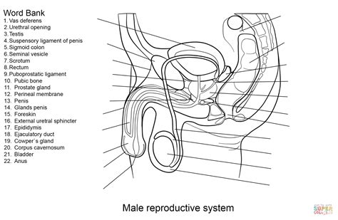 Male Reproductive System Worksheet Super Coloring Male Reproductive