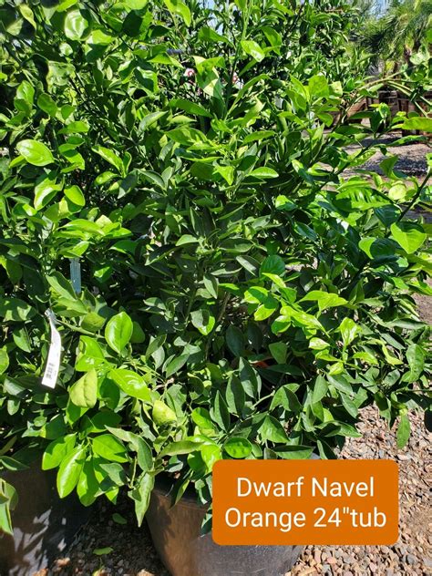 Dwarf Navel Orange Citrus Dwarf Orange Wash Navel Treeland Nurseries