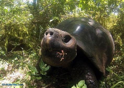 19 Galapagos Islands Animals Travelers Guide Facts Photos Videos